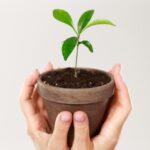 foto-recortada-manos-mujer-sosteniendo-maceta-marron-planta-joven_171337-8046.jpg