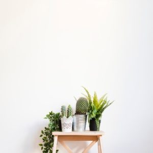 plantas-cactus-taburete_23-2147730934.jpg